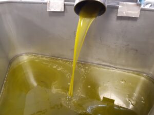 Frantoio Novella e Vignolo: estrazione olio extravergine di oliva